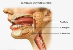 glandulas salivares