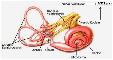 neuronectomia vestibular